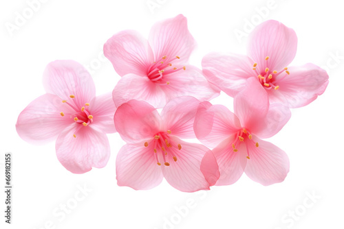 Cherry blossom petals