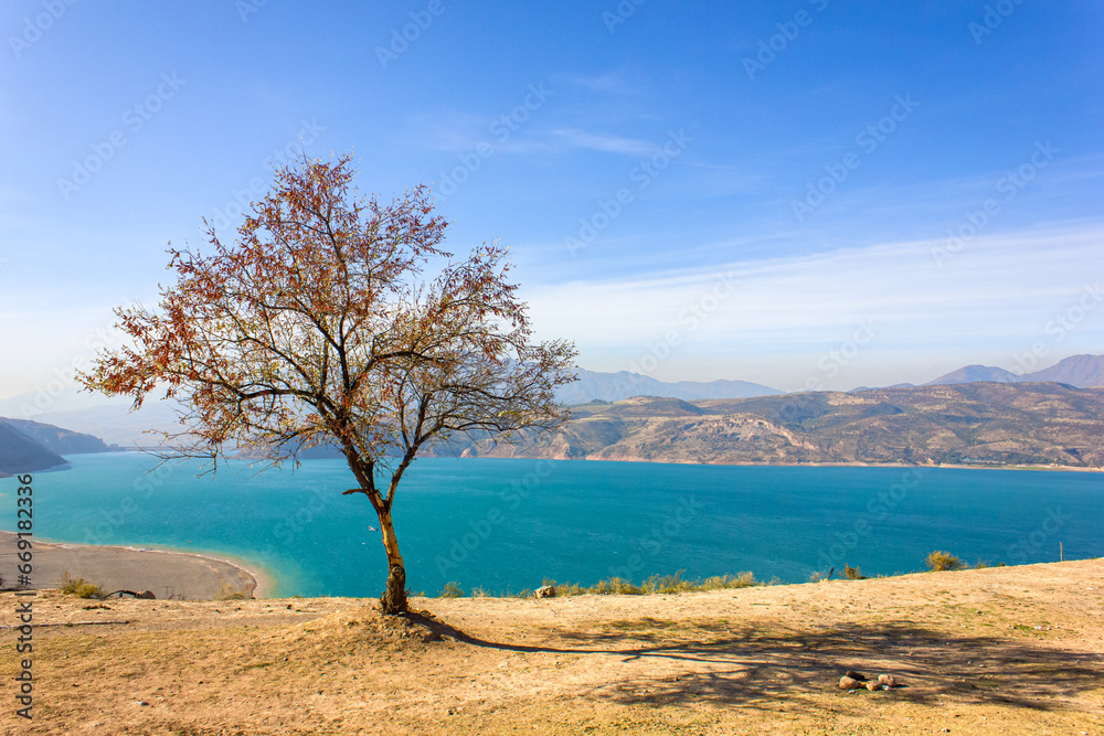 Autumn tree against the background of the blue Charvak reservoir. Autumn landscape. Uzbekistan, October 2023 Autumn tree against the background of the blue Charvak reservoir. Autumn landscape. Uzbekistan, October 2023