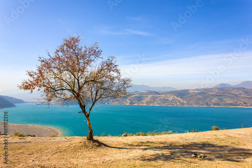 Autumn tree against the background of the blue Charvak reservoir. Autumn landscape. Uzbekistan, October 2023