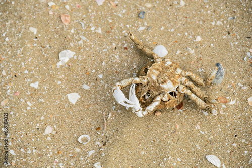 A dead crab lies on the beach, its shell empty and its legs curled up.