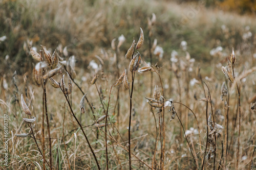 Blooming wild flower Asclepias syriaca rare herbaceous plant in a field in autumn outdoors. Photography, nature.