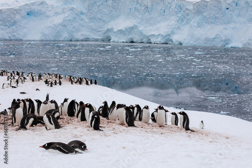 Antarctic Gentoo Penguin Colony in Neko Harbor Antarctica is a travelers dream adventure