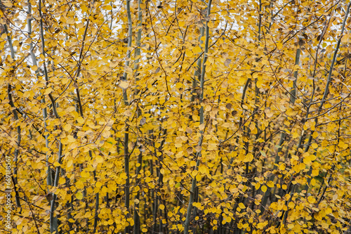 Background, texture of yellow leaves of an aspen tree in a forest in nature.