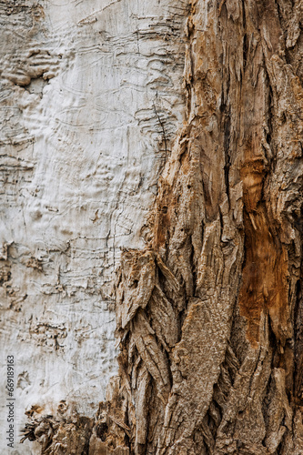 Background, texture of the peeled, uneven surface of an old tree in the forest with bark, pattern. Close-up photography, abstraction.