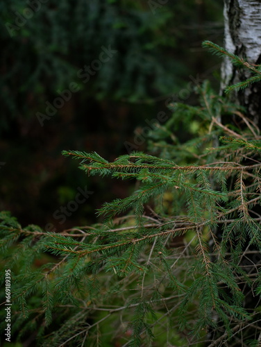 macro photography of coniferous tree branches. coniferous trees in the mountains. autumn