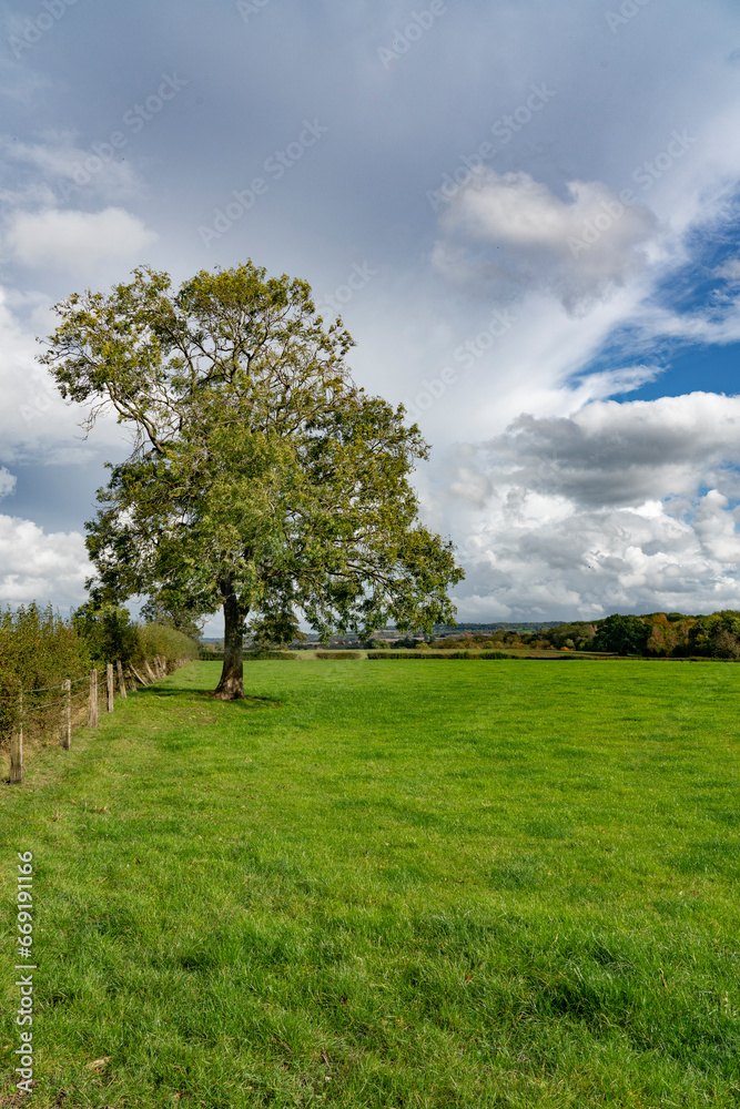 Beautiful Cotswold landscape on a sunny autumn day with a lone tree in the foreground Beautiful Cotswold landscape on a sunny autumn day with a lone tree in the foreground