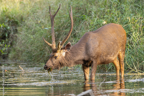 Fototapeta Naklejka Na Ścianę i Meble -  Sambar - Rusa unicolor buck standing in water and eating water grass at green background. Photo from Ranthambore National Park, Rajasthan, India.