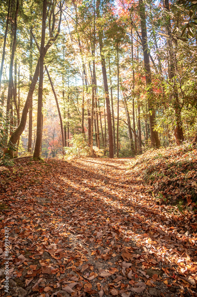 Bright Sun Back Lights The Forest Over Narrow Road Bright Sun Back Lights The Forest Over Narrow Road