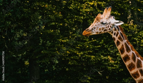 Giraffe head and neck with a background of green tree leaves