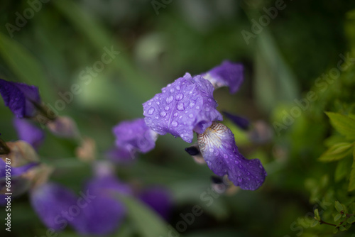Purple flower. Plant in garden in summer. Details of nature.