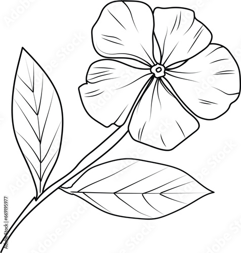 periwinkle flower drawing, periwinkle flower drawing for kids, simple periwinkle drawing, Catharanthus flower sketch, drawing vector sadabahar flowers drawn photo