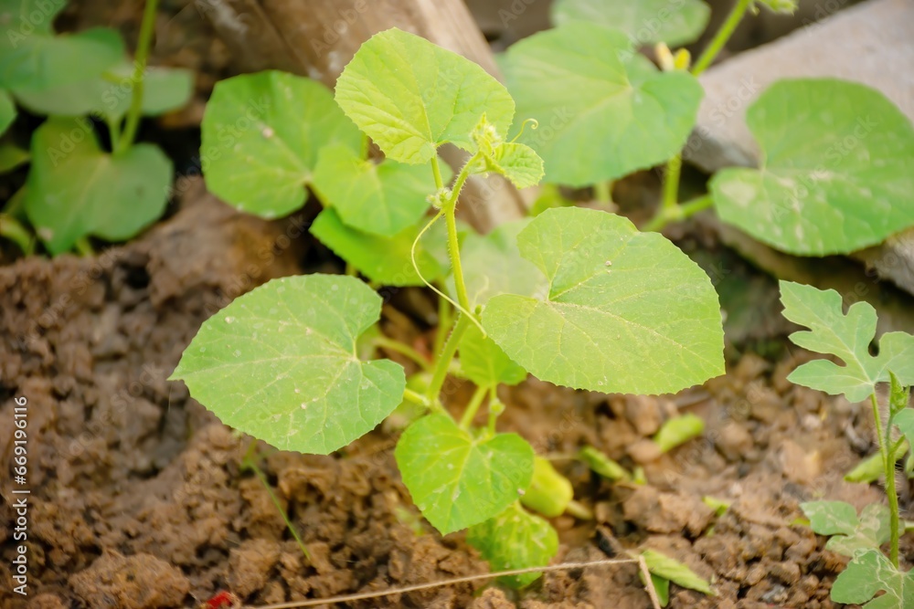 melon seedlings,organic melon plant on the field melon seedlings,organic melon plant on the field