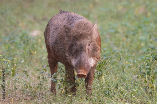Photography Indian boar, Andamanese pig, Moupin pig - Sus scrofa cristatus on green grass