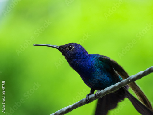 blue hummingbird