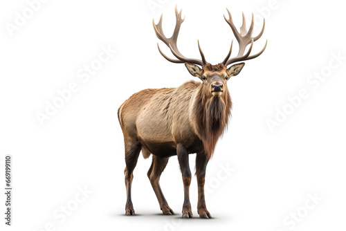 Majestic Stance  The Proud Elk in its Full Glory deer isolated on white