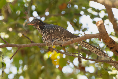 Canvas Print Asian koel - Eudynamys scolopaceus female perched at green background
