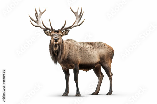 Majestic Stance: The Proud Elk in its Full Glory,deer isolated on white
