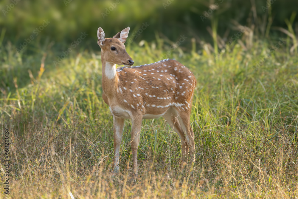 Chital or cheetal, spotted deer, chital deer, axis deer - Axis axis standing in green grass. Photo from Ranthambore National Park, Rajasthan, India. Chital or cheetal, spotted deer, chital deer, axis deer - Axis axis standing in green grass. Photo from Ranthambore National Park, Rajasthan, India.
