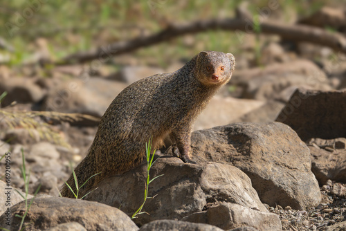 Photography Indian grey mongoose, Asian grey mongoose - Urva edwardsii on rocks with grass in background