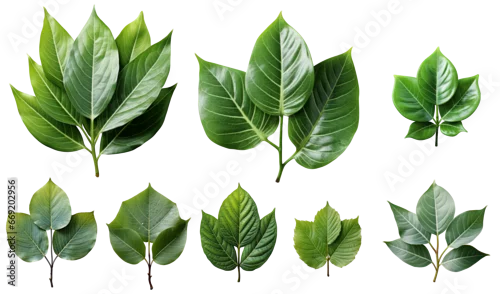Panel kuchenny z motywem zielone liście na przezroczystym tle png.