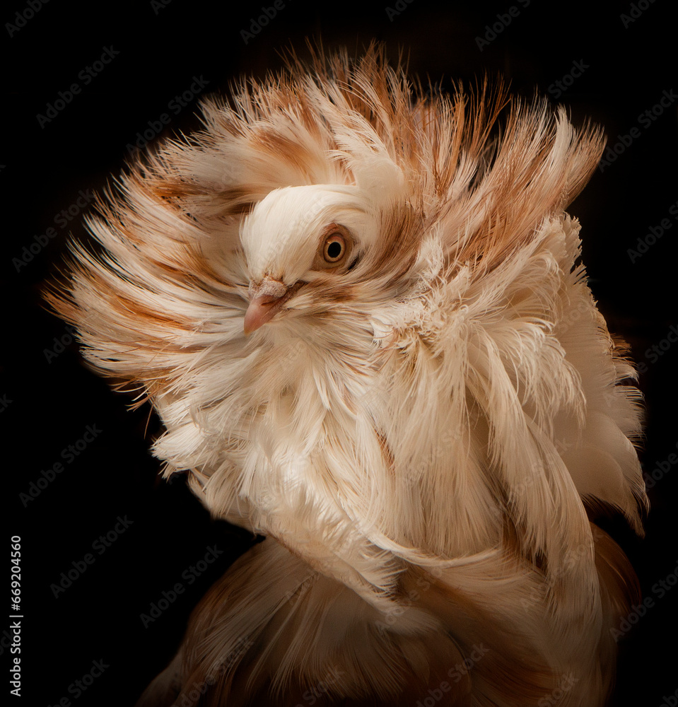 Dove with fancy Feathers Dove with fancy Feathers