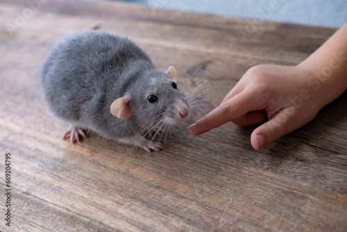 close up positive child playing with Funny gray decorative domestic Fancy rat, Rattus norvegicus domestica, concept care and maintenance, Animal-Assisted Therapy