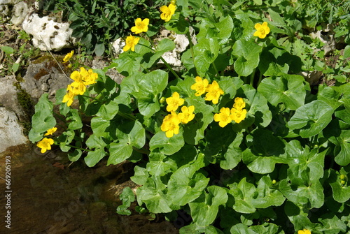 Ranunculus repens au jardin au printemps photo