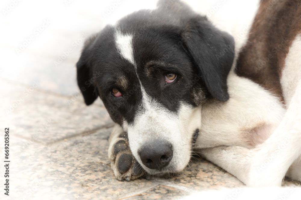 Sad big dog looks at the camera. Sad big dog looks at the camera.