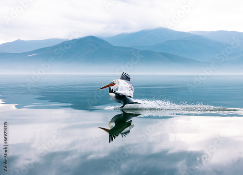 pelican in flight over the water photo
