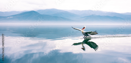 pelican in flight over the water