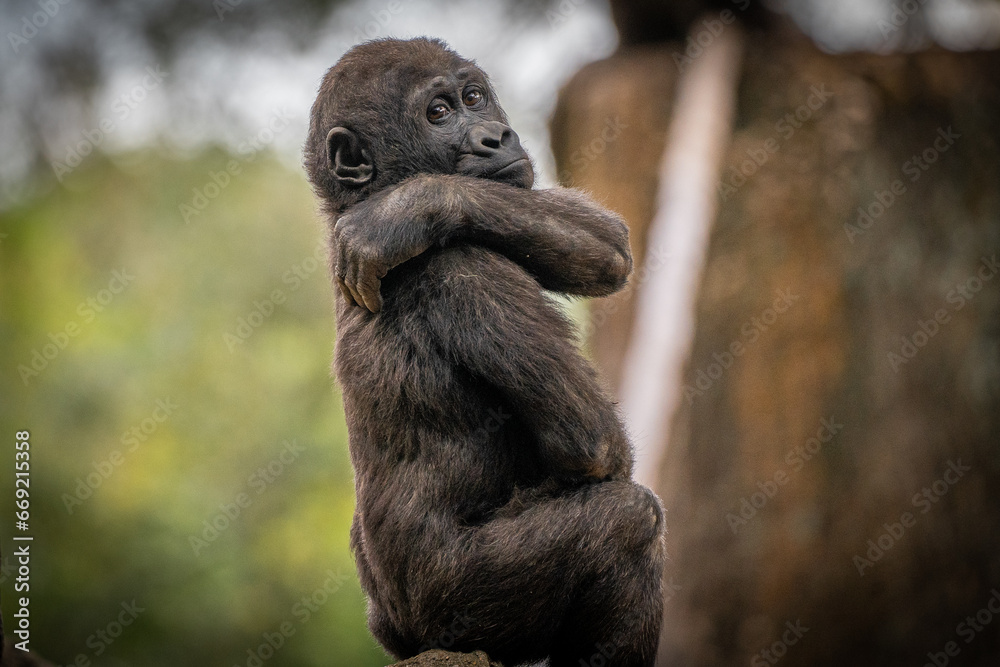 Obraz premium Young Silverback Gorilla at Atlanta Zoo