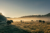 Landscape in fog with horses at dawn cold warm light with horses