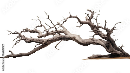 Beautiful dead tree on PNG transparent background for Halloween and horror movie decoration.