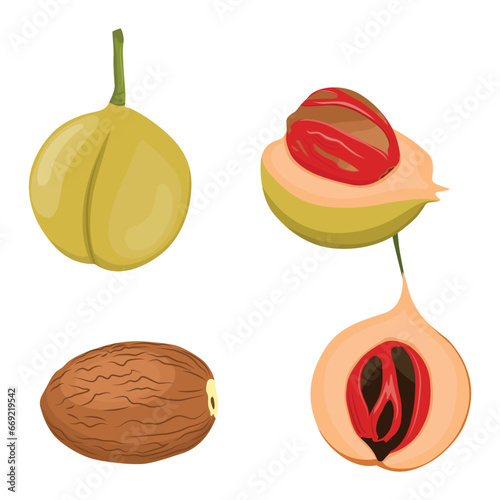Vector illustration set of fragrant nutmeg fruit and seed in cartoon flat style design. Raw fruit herb. Ground seasoning nut. Dried seeds and fresh mace fruits herbal ingredient, cooking flavor. 