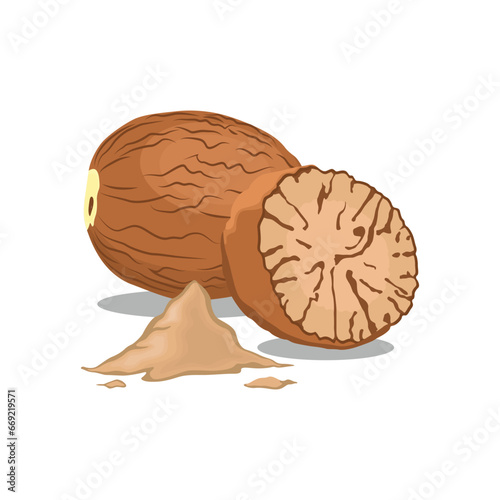 Vector illustration set of fragrant nutmeg fruit and seed in cartoon flat style design. Raw fruit herb. Ground seasoning nut. Dried seeds and fresh mace fruits herbal ingredient, cooking flavor. 