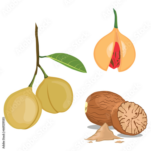 Vector illustration set of fragrant nutmeg fruit and seed in cartoon flat style design. Raw fruit herb. Ground seasoning nut. Dried seeds and fresh mace fruits herbal ingredient, cooking flavor. 