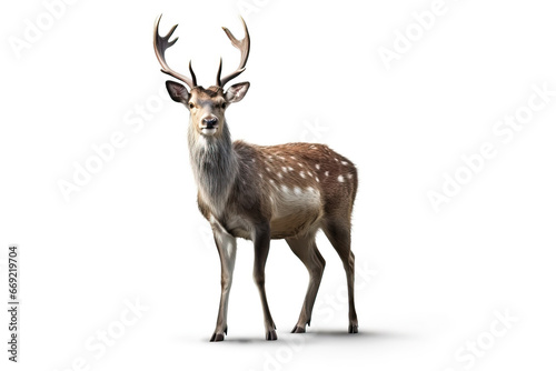 Fototapeta Naklejka Na Ścianę i Meble -  The King of the Forest: A Stunning Image of a Stag with Antlers,deer isolated on white