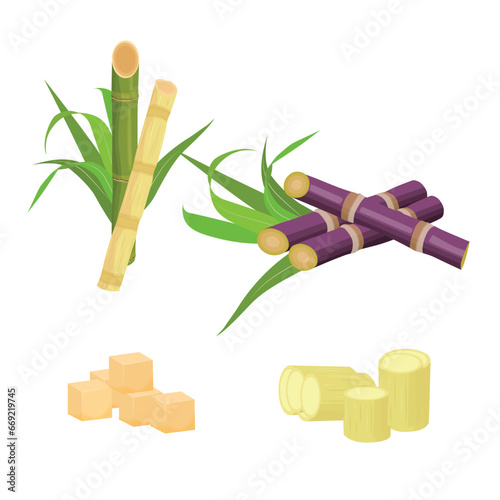Sets of sugarcane stem and leaves. Green and violet sugar cane plant sliced. Cut saccharum officinarum and sweet juice. Agriculture industry healthy product. Fresh and raw sugarcane icon, logo, vector