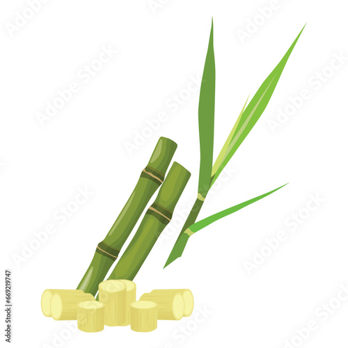 Sets of sugarcane stem and leaves. Green and violet sugar cane plant sliced. Cut saccharum officinarum and sweet juice. Agriculture industry healthy product. Fresh and raw sugarcane icon  logo  vector