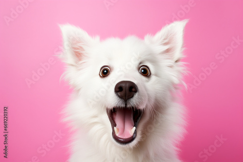 surprised white dog on a solid pink background photo