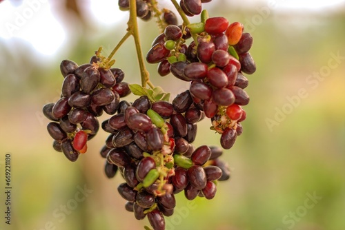 Herb fruit of Lepisanthes rubiginosa tree photo