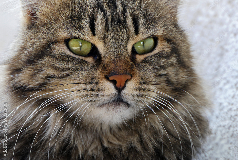 close-up portrait of a stray cat close-up portrait of a stray cat