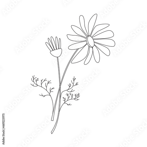 Chamomile  flowering plant in modern line style.  Medical herb vector Illustration on white background.