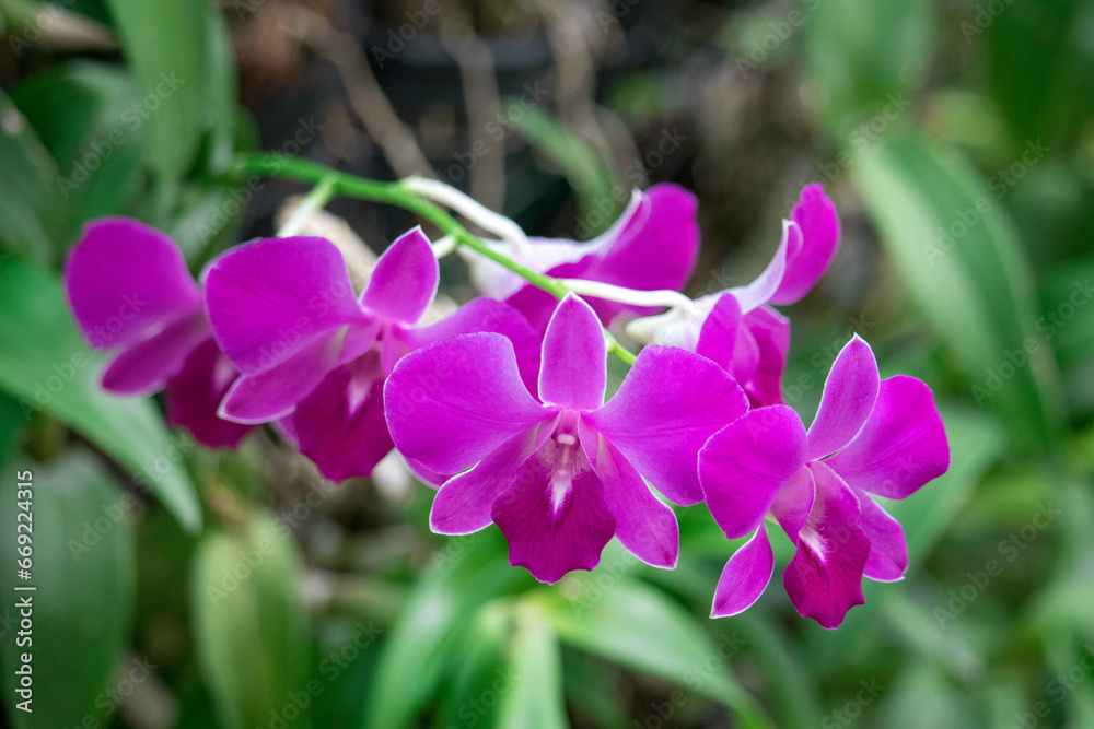 Close up raindrop on the petal of purple pink orchid (Dendrobium) , beautiful nature and freshness of the flower after the rain. Close up raindrop on the petal of purple pink orchid (Dendrobium) , beautiful nature and freshness of the flower after the rain.
