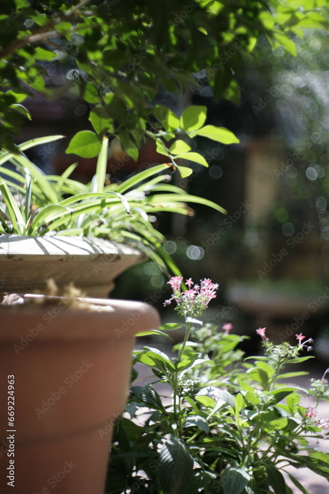 plant in a pot plant in a pot