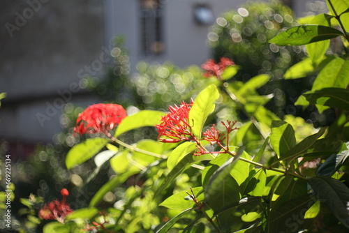 red flower in the garden