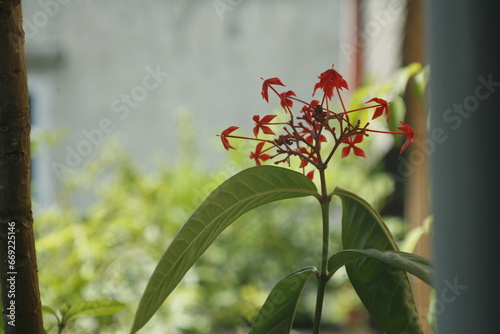 flower in the window