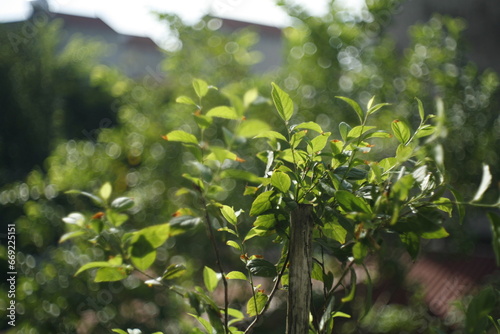 leaves in the garden