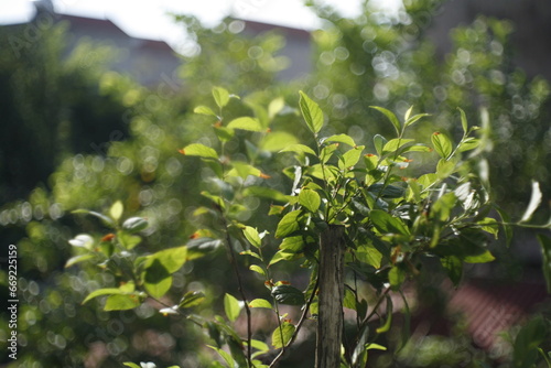 tree in the garden