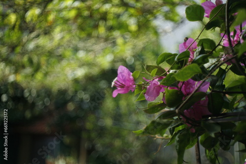 pink flowers in the park